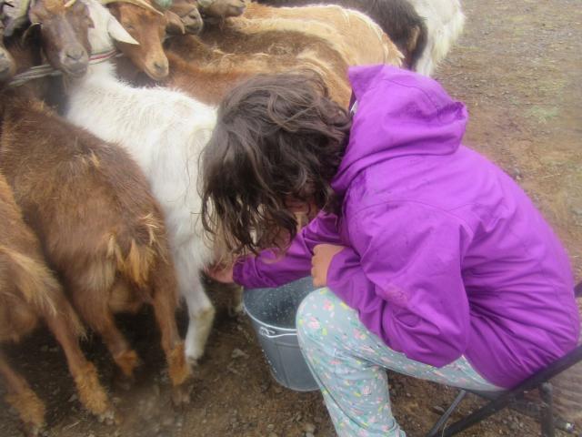 Achat de 8 moutons pour une famille nomade afin de Leur permettre de rester dans leur région et de continuer à vivre du nomadisme - photo 2 - Vision du Monde