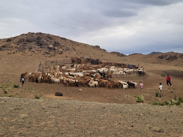 Achat de 8 moutons pour une famille nomade afin de Leur permettre de rester dans leur région et de continuer à vivre du nomadisme - photo 4 - Vision du Monde