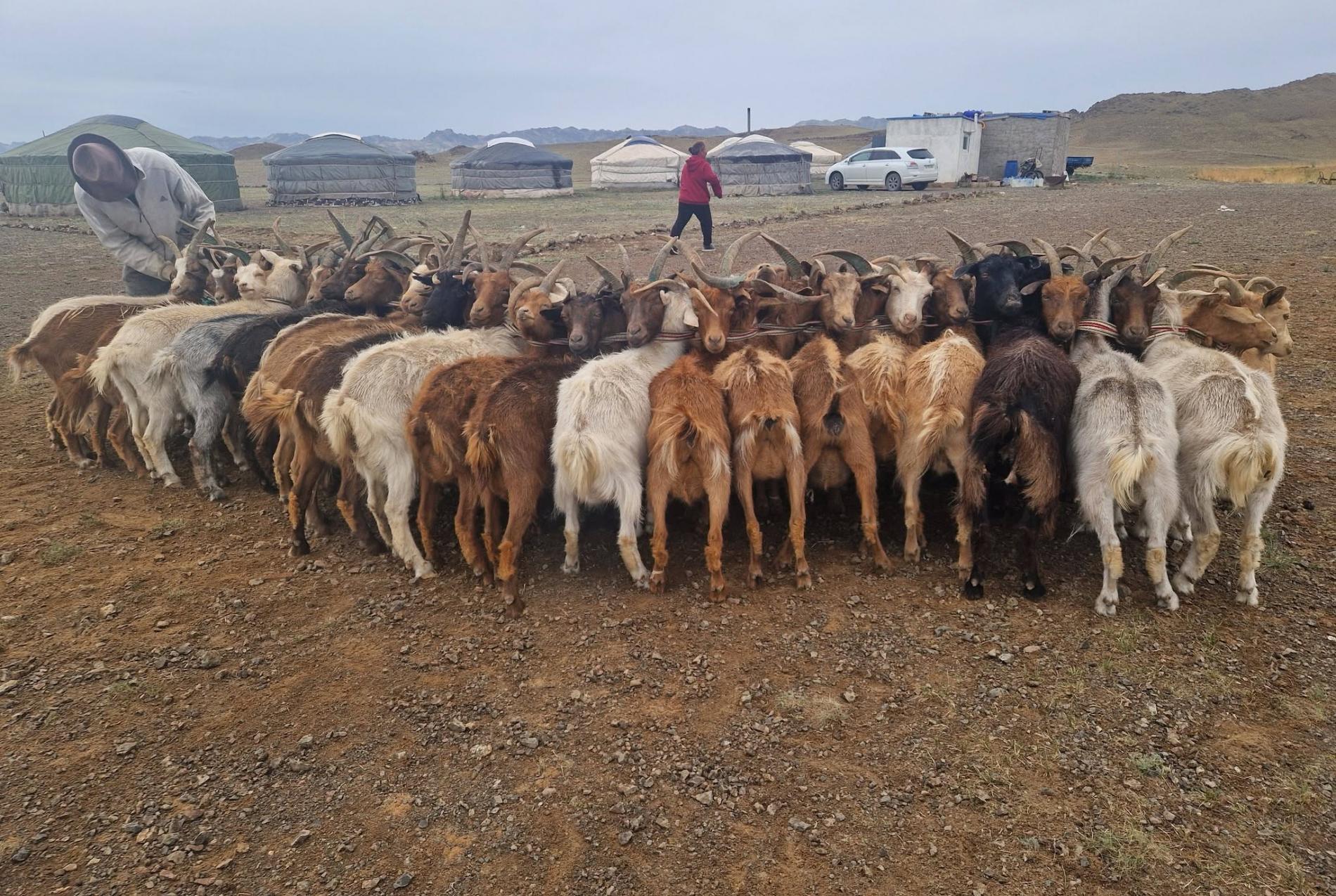 Achat de 8 moutons pour une famille nomade afin de Leur permettre de rester dans leur région et de continuer à vivre du nomadisme - Vision du Monde