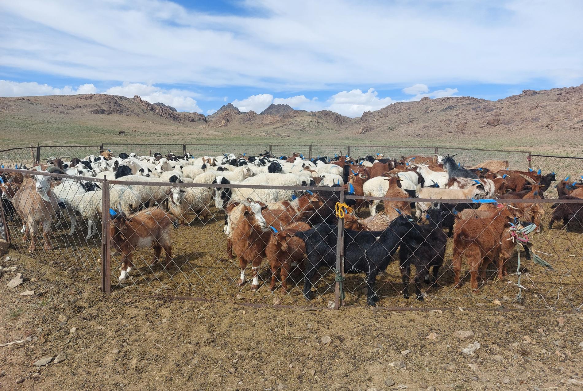 Reconstitution du cheptel d'une famille nomade du désert de Gobi - Vision du Monde